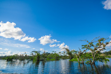 Water trees found in tropical and subtropical tidal areas, Cuyabeno Wildlife Reserve National Park, in Ecuador, in a sunny day