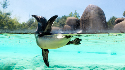 Pinguino Africano