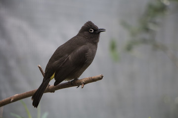 black bird starling on a branch
