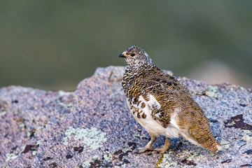 White-tailed Ptarmigan in Mid Plumage During Late Spring