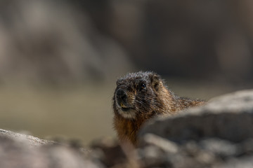 Yellow-bellied Marmot Getting Some Sun in the Morning