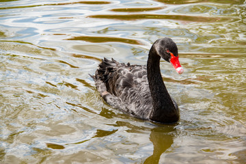 Black Swan, Hyde Park, London