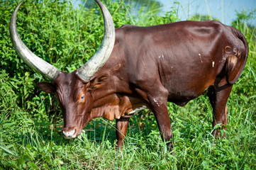 Ankoli Cattle, Uganda