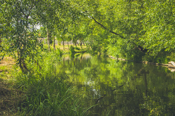 Landscape with a river in the sun in the forest