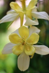 Obraz premium Yellow flowers of Columbine in springtime