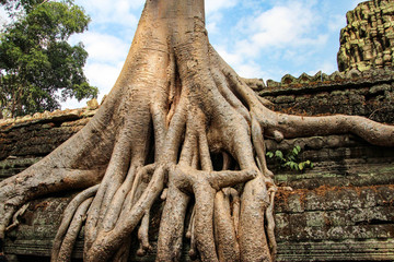 Ta Prohm is the modern name of the temple at Angkor, Siem Reap Province, Cambodia