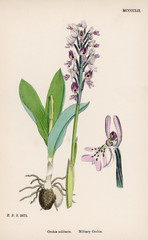 Plants: Orchis Militaris or Military Orchid. Date: 1869