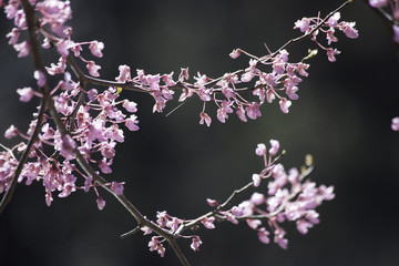 Pink flowers in the sunshine