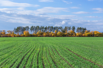 Fototapeta premium Agricultural field in Europe