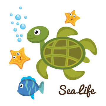 Sea life design with fish turtle and starfish vector illustration 