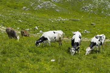Mucche al Pascolo in alta montagna