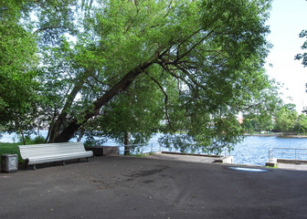 Rest in the park. Summer day. Trees above the pond.