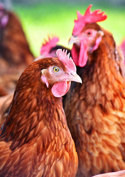 Chickens on traditional free range poultry farm