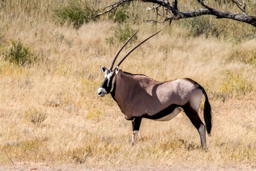 Gemsbok, oryx gazella, in Kgalagadi Transfrontier Park, South Africa