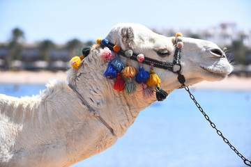Camel decorated with pompons