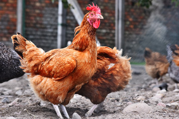 Chickens on traditional free range poultry farm
