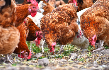 Chickens on traditional free range poultry farm