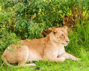 Lioness and Cubs, Queen Elizabeth National Park, Uganda
