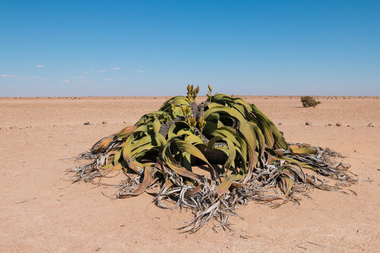Welwitschia is the national flower of Namibia in Southern Africa