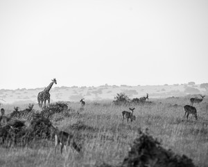 Giraffe, Queen Elizabeth Park, Uganda