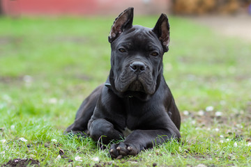 Puppy age 3 months of the Cane Corso breed of black color lies on the grass