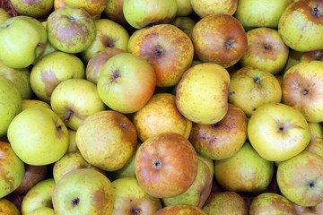 Background of green organic apples on sale from the fruit grove