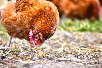 Chickens on traditional free range poultry farm