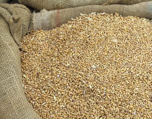 Background of wheat seeds in a sack of jute after harvest