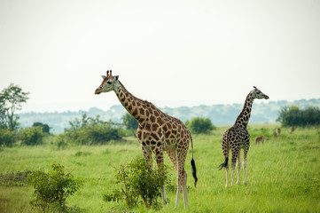 Giraffe, Queen Elizabeth Park, Uganda