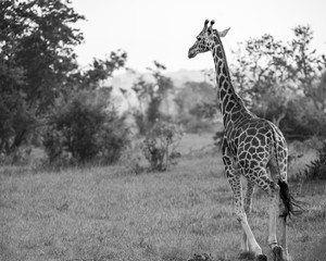Giraffe, Queen Elizabeth Park, Uganda