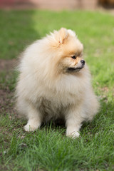 Naklejka na ściany i meble Pomeranian pomeranian beige sits contented on green grass