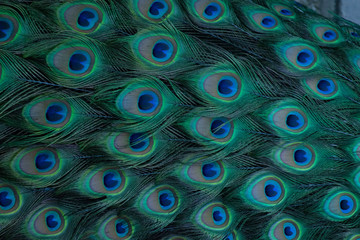 Peacock Pattern