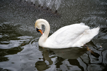 swan bird with white feather and beak swim in lake