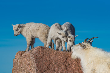 Mother Mountain Goat Showing Affection with Lambs