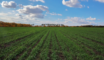 Agricultural fields and meadows