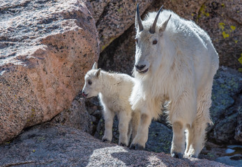 Mountain Goat and Baby Lamb on a Rocky Mountain