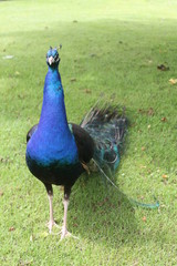 Fototapeta premium Peacock