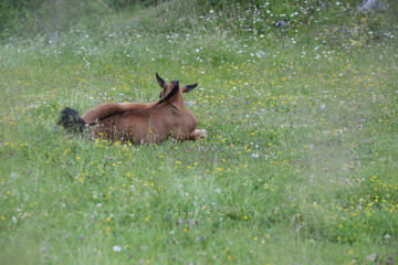 tired, cute foal lying in the gras