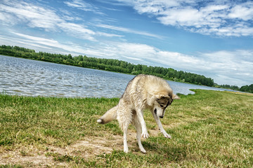Dog husky in nature