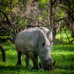 Obraz premium Ziwa Rhino Sanctuary, Uganda