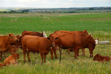 Beef cattle grazing in pasture.