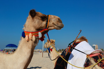 Camels on the beach in Dubai Marina