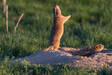 Adorable Prairie Dog
