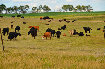 Beef cattle grazing in pasture.