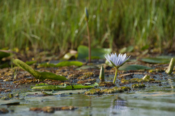 Ziwa Rhino Sanctuary wetlands, Uganda