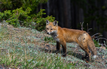 Adorable Red Fox on a Mountain Meadow