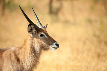 Naklejka na ściany i meble Antelope, Uganda