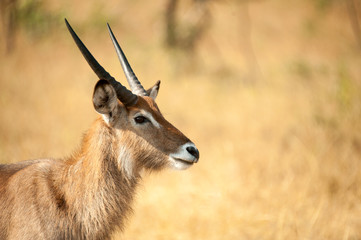 Antelope, Uganda