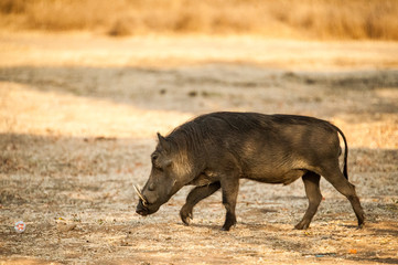 Lake Mburo Park, Uganda