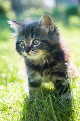 Naklejka na ściany i meble Fluffy cute funny kitten on nature green grass background